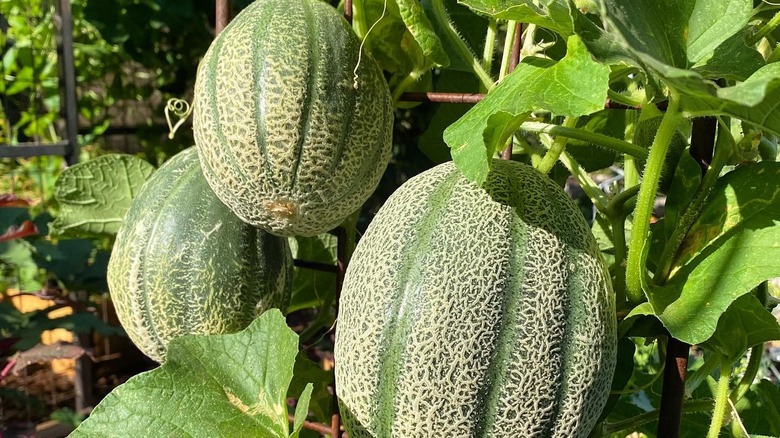 some growing 'hearts of gold' cantaloupe