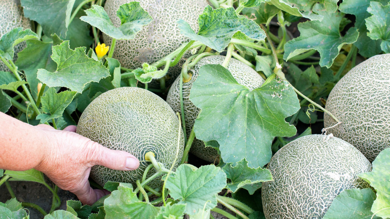 10 Types Of Cantaloupe You Can Grow In Your Garden For A Delicious Harvest