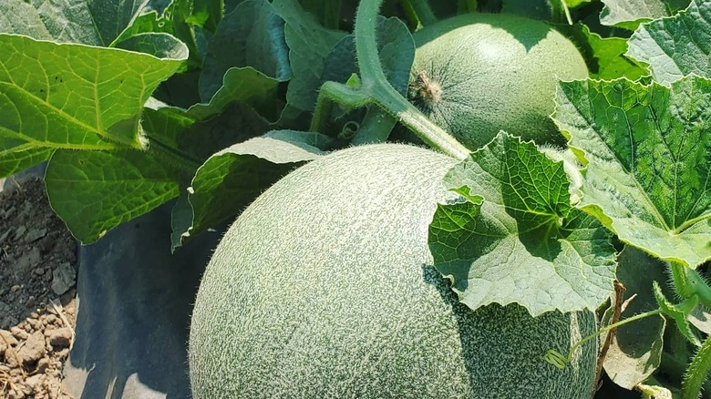 large Saticoy cantaloupe on vine