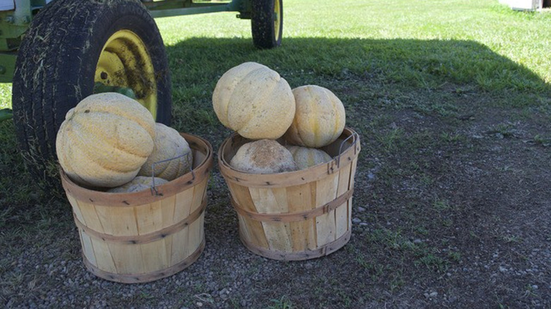 'Superstar' cantaloupes in wooden buckets