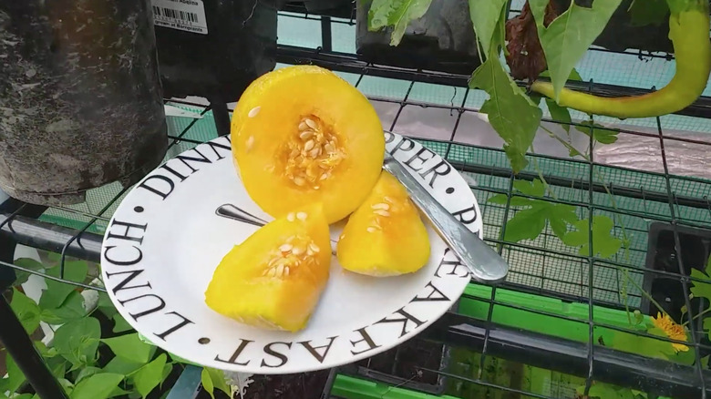 fresh 'Sweet Granite' cantaloupe cut up on plate