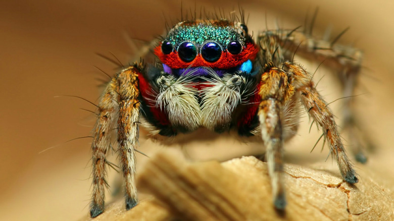 jumping spider close-up