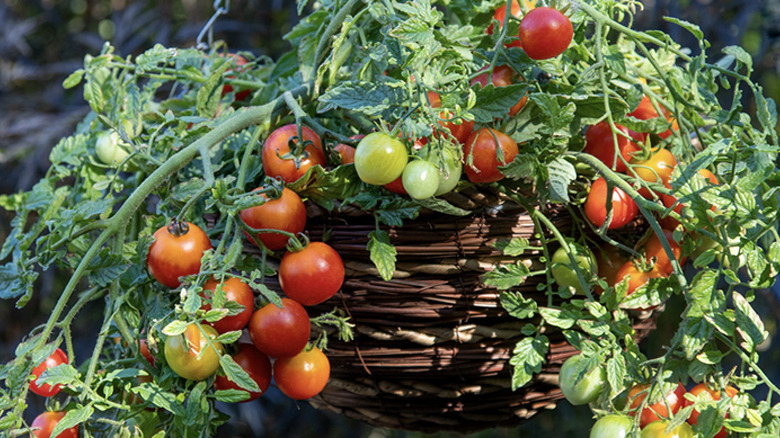'Cherry Blast' tomatoes in a brown hanging planter