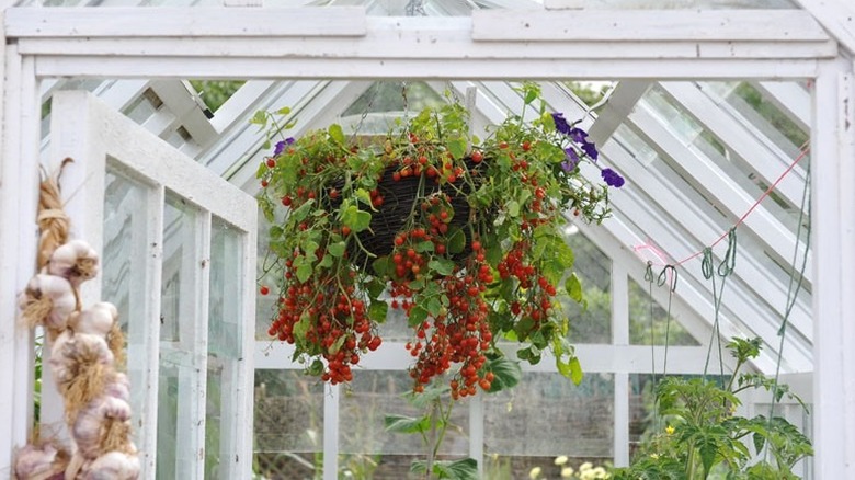 'Garden Pearl' tomatoes in a hanging basket in a greenhouse