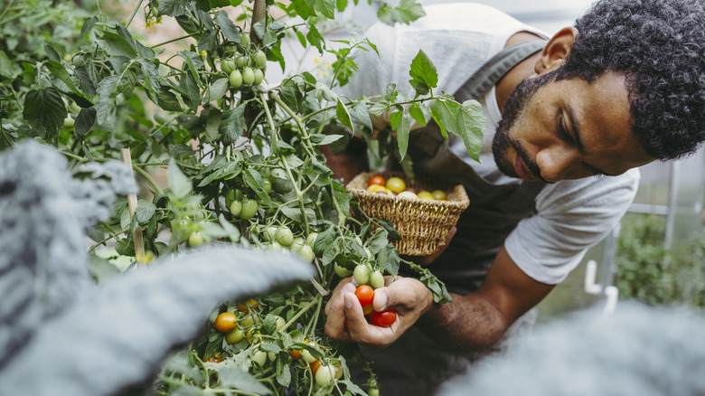 A person harvesting cherry tomatoes from a plant