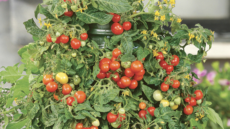 'Patio Choice' tomatoes growing in a container with yellow flowers