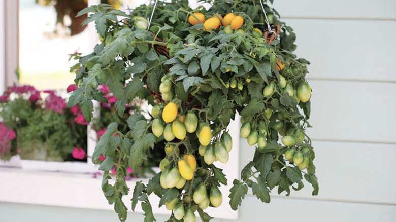 Yellow 'Peardrops' tomatoes cascading out of a hanging planter