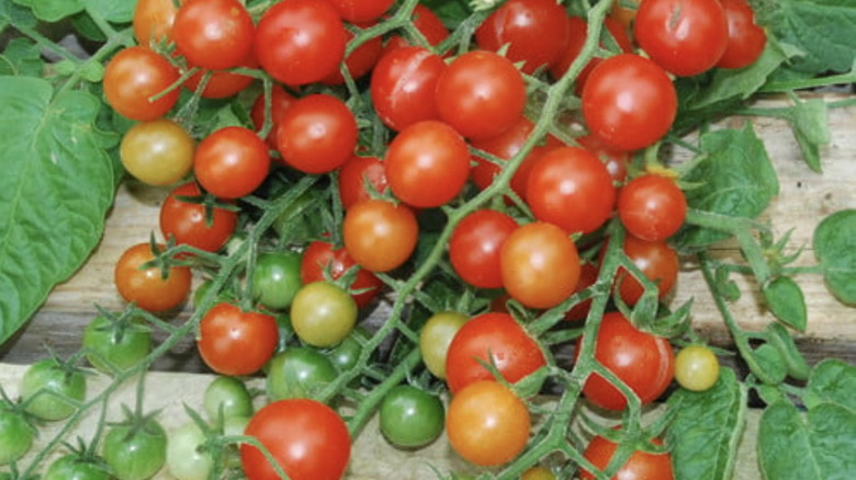 Ripening 'Tumbler' tomatoes on the vine