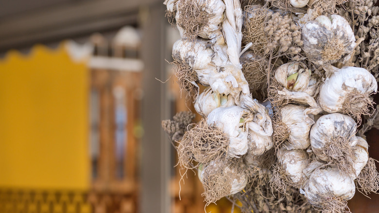 Hanging garlic