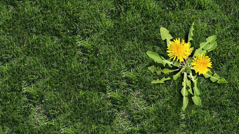 dandelion weed in yard