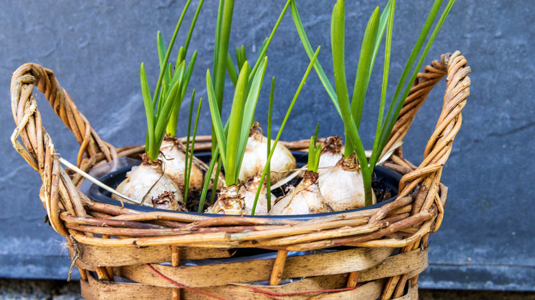 basket filled with sprouting bulbs