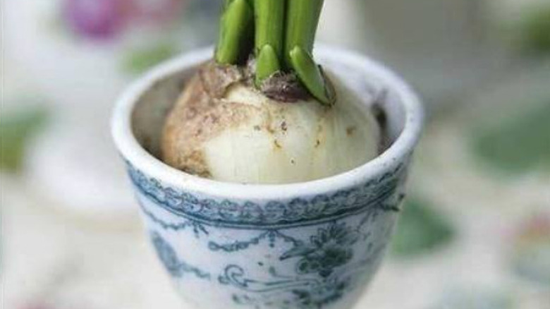 bulb growing in an egg cup