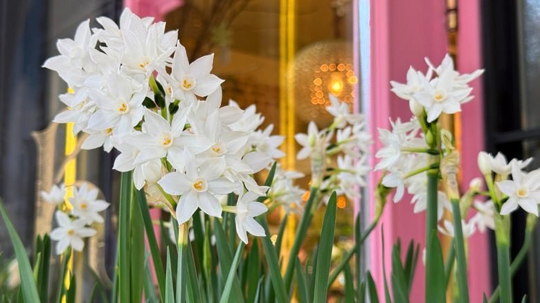 paperwhite bulbs in bloom