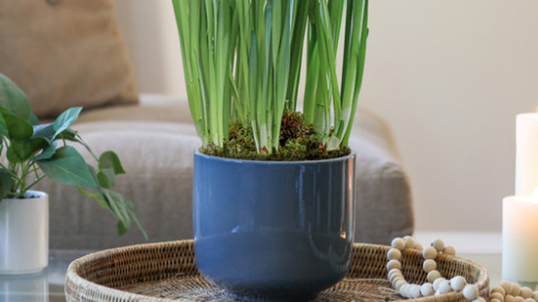 paperwhite bulbs in a large blue mug