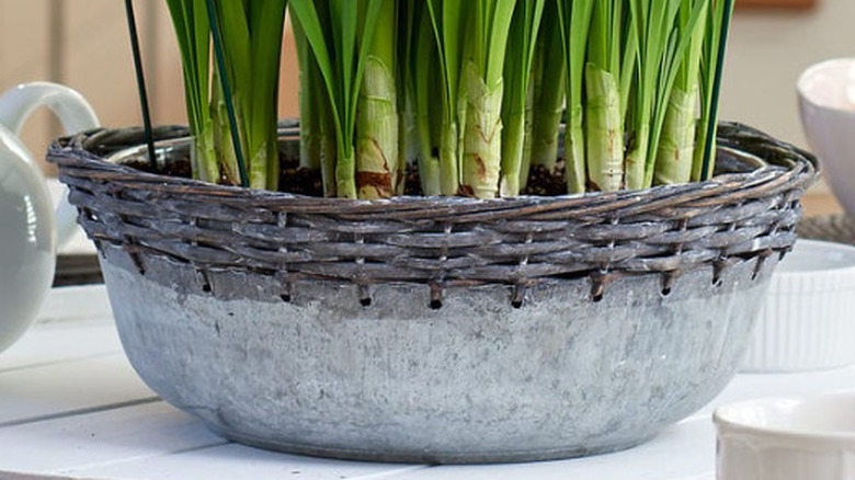 flower bulbs growing in a bowl