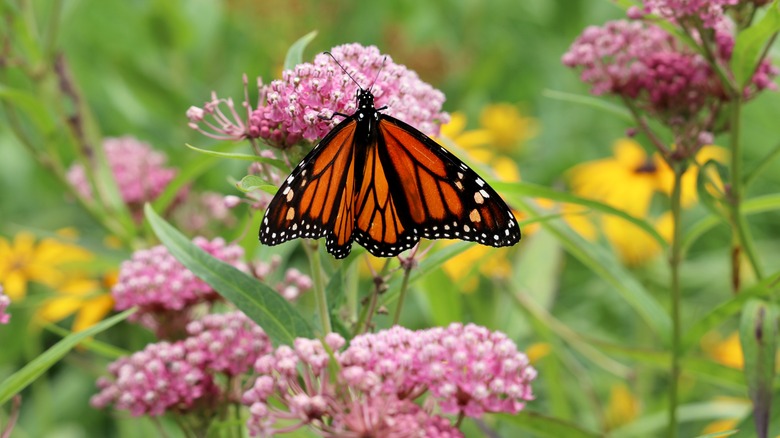 butterfly on milkweed