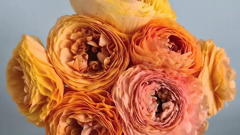 woman holding amandine salmon ranunculus