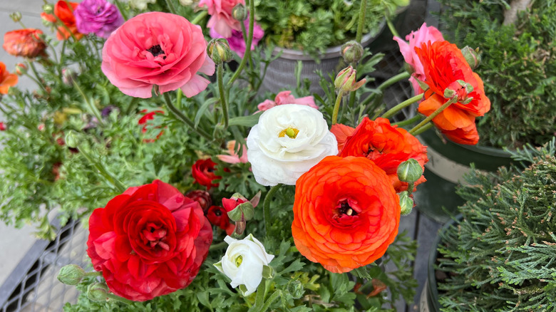 multicolored bloomingdale ranunculus flowers