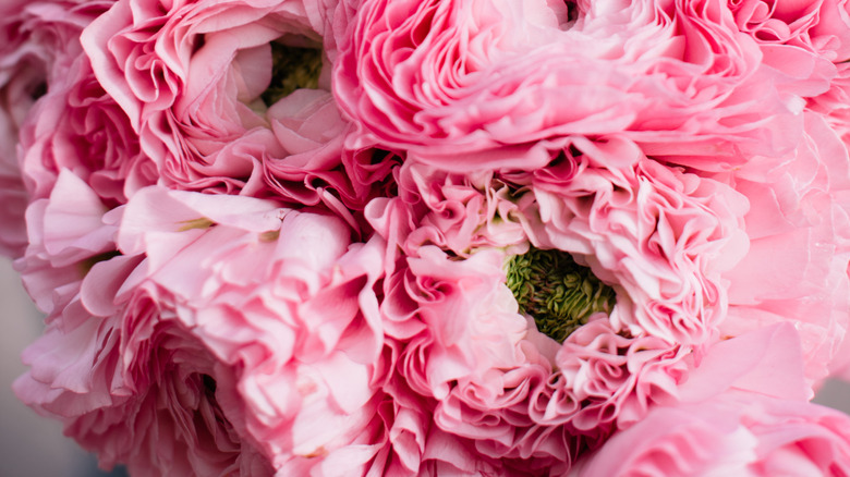 cloni ponpon hermione ranunculus flowers