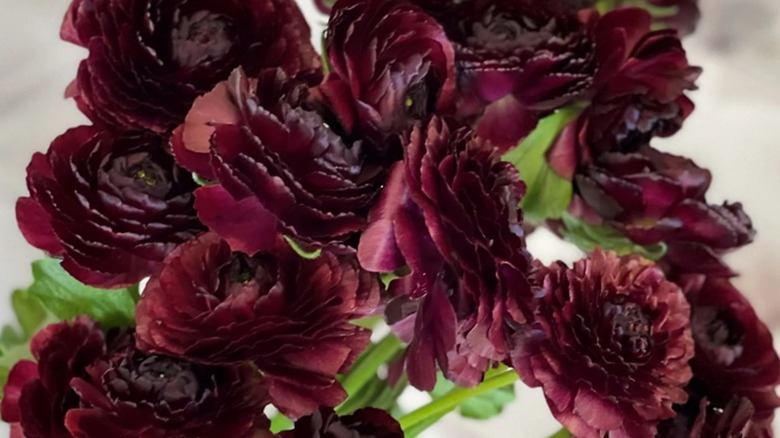 cloni success nerone ranunculus flowers