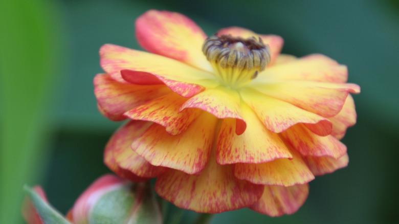 ranunculus flamenco flower on stem