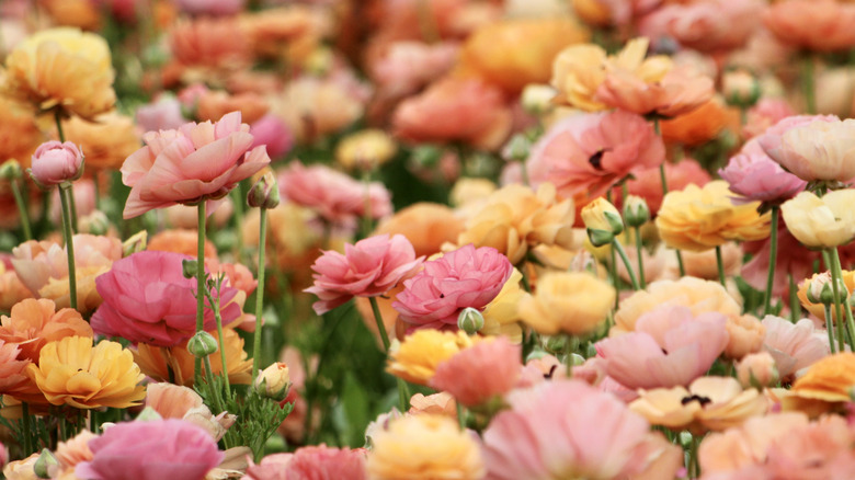 field of pink orange ranunculus