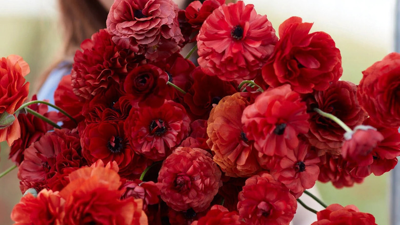 la belle chocolate ranunculus flowers