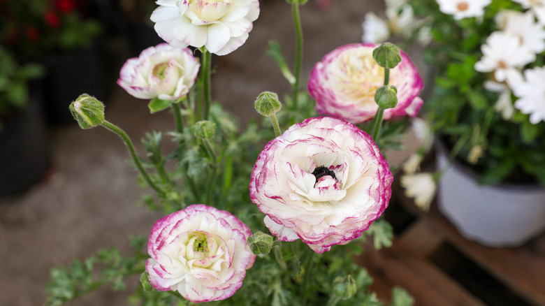 sprinkles violet ranunculus flower