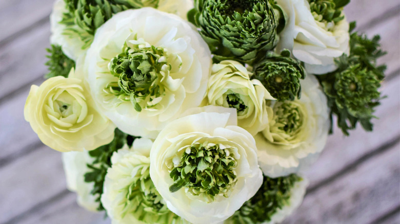 super green cream ranunculus flower