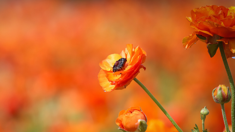 field of tecolote orange ranunculus