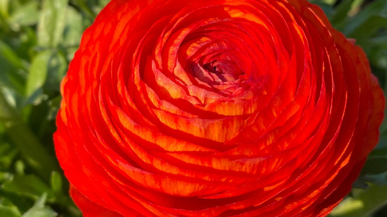 close up ranunculus tomer red