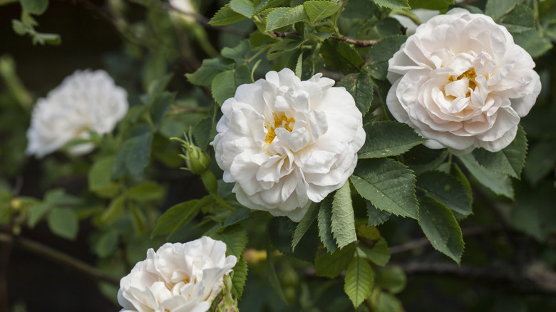 White blooms of the Alba Maxima rose