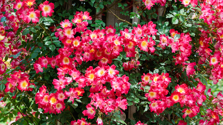 Bright pink blooms of the American Pillar rose