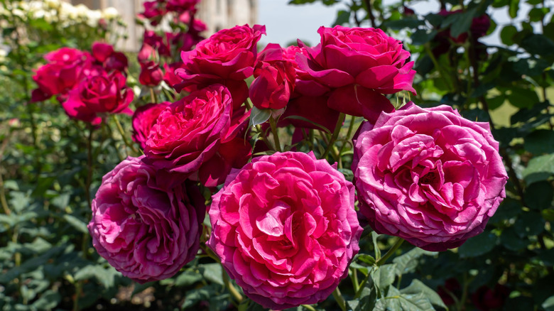 Multiple Charles de Mills rose flowers in bloom