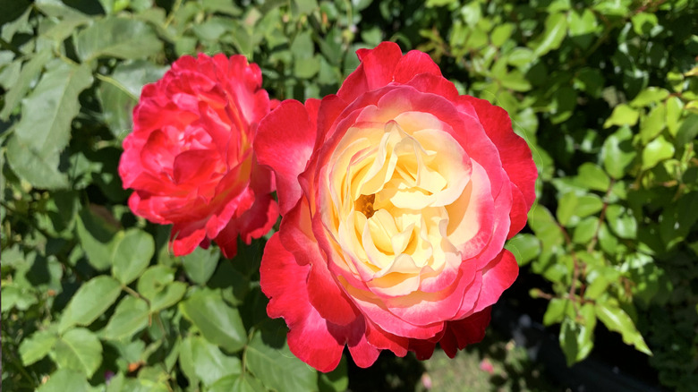 Close up of the double delight rose