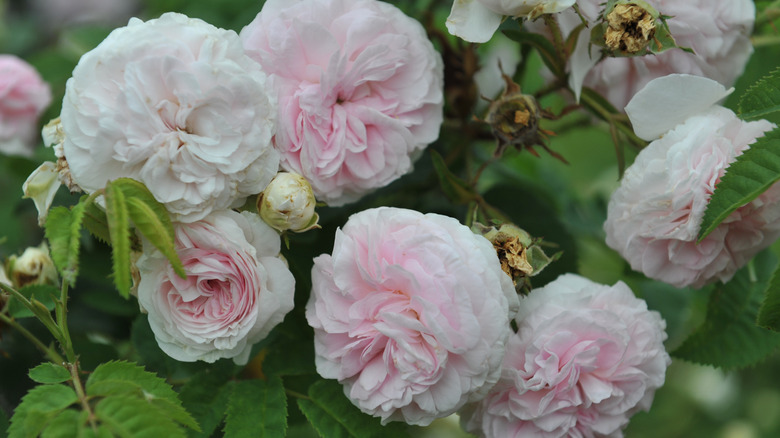 Close up of light pink Felicite Parmentier rose blooms