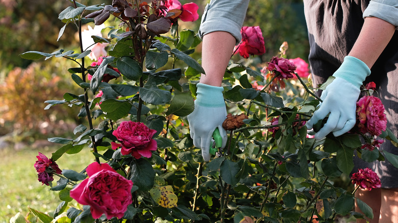 Gardener pruning roses