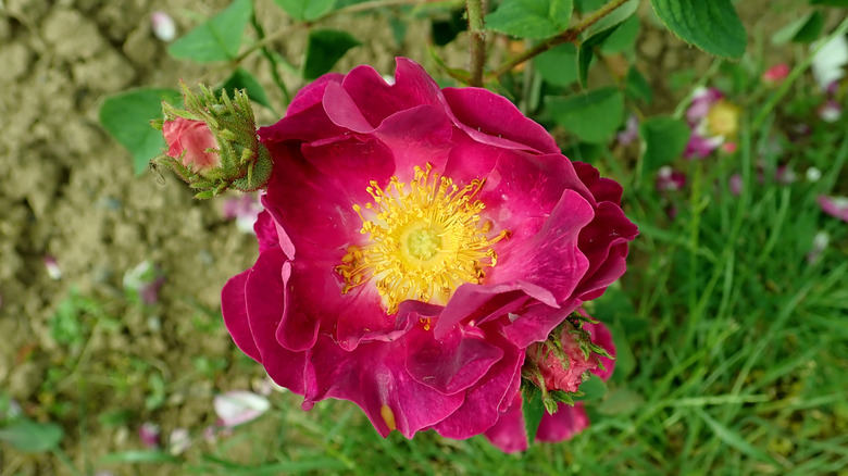Rich purple La Belle Sultane rose in bloom