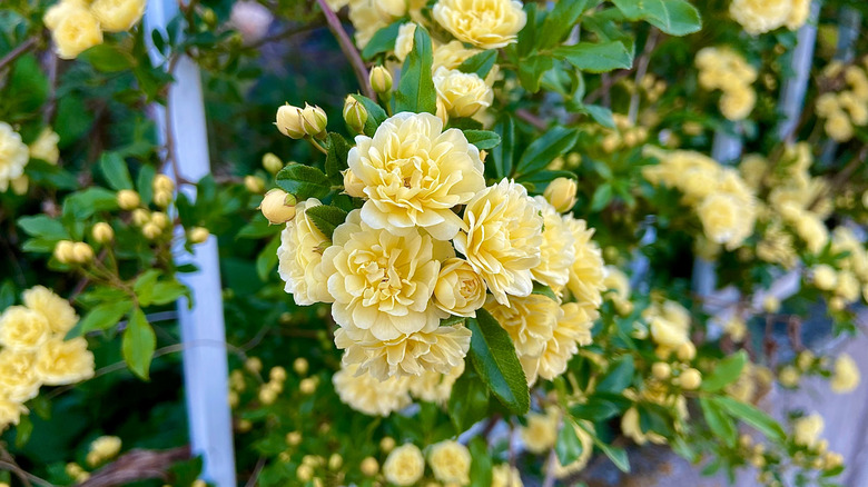 Lady Banks rose with yellow flowers