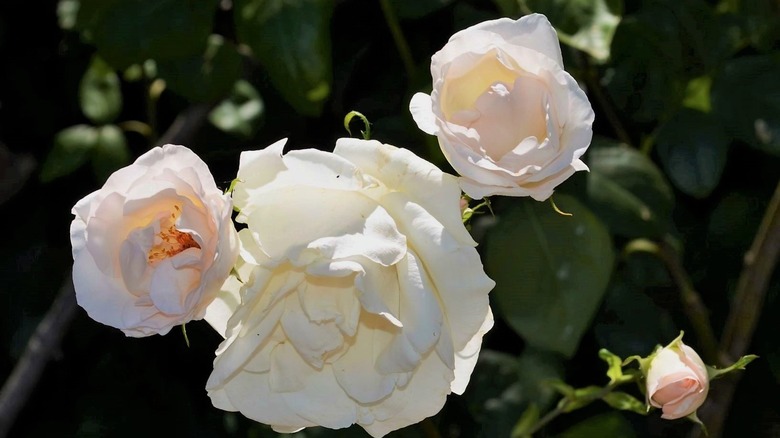 Close up of Madame Alfred Carrière rose against a dark background