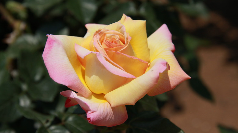 Close up of a peace rose in bloom