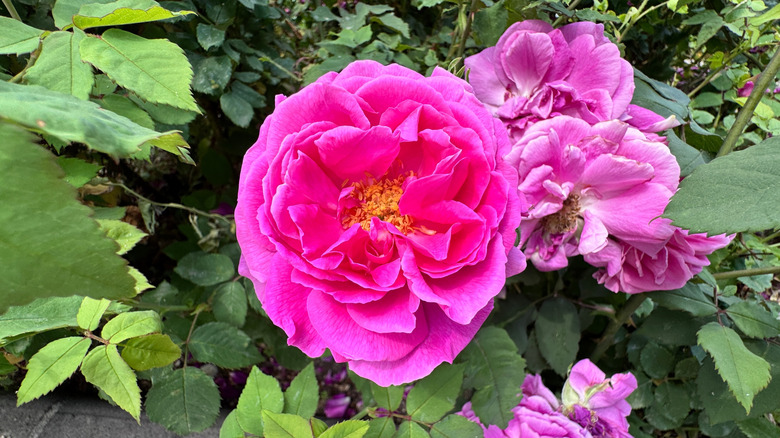 pink summer damask rose