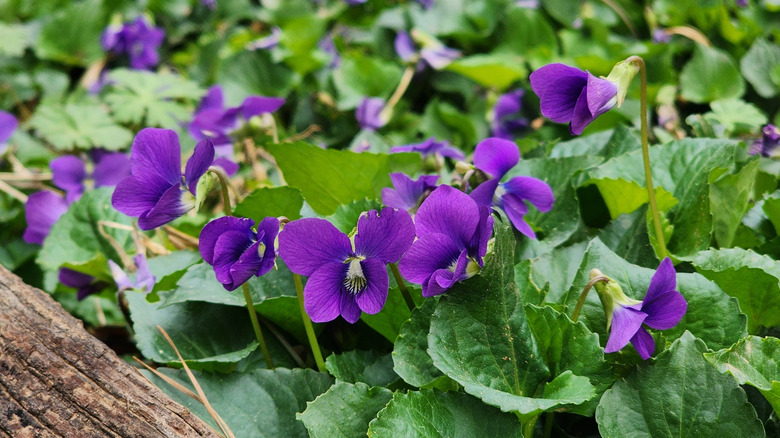 Common blue violets blooming in garden