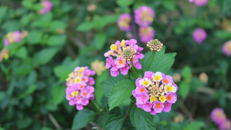 Common lantana flowers in bloom