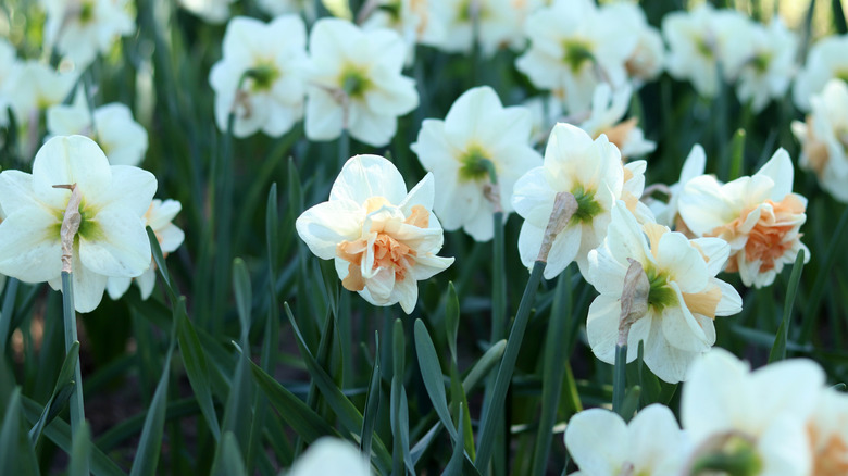 Daffodils blooming in garden