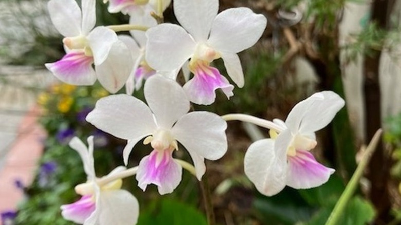 Holcoglossum amesianum orchids in bloom