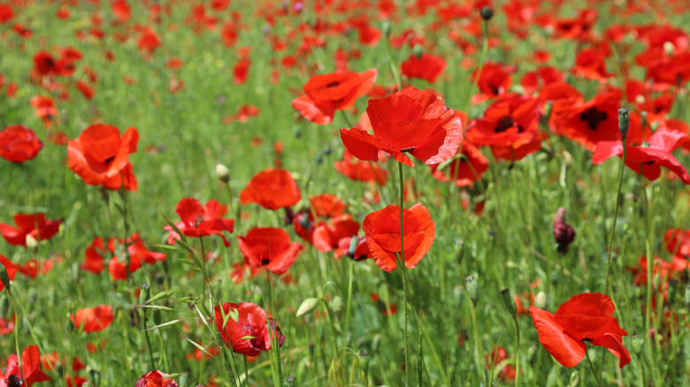 Beautiful poppy flowers growing in a meadow