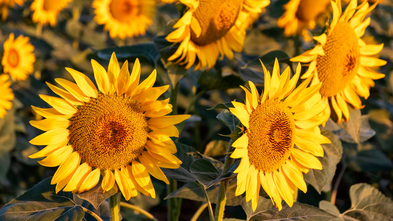 Yellow sunflowers blooming in a garden