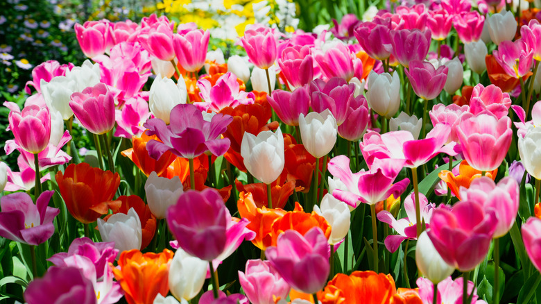 Multi-colored tulip flowers in bloom