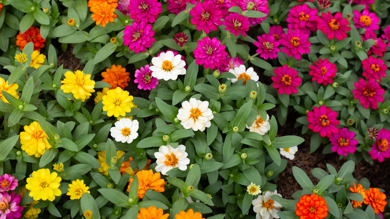 Zinnias in varied hues blooming in a garden